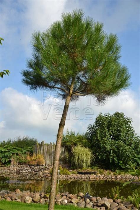 Pinus pinea   Parasolden   Pijnboom   Palma Verde Exoten V ...