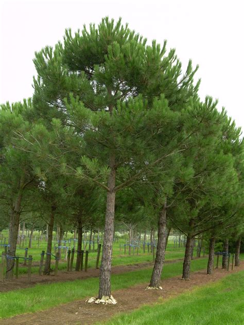 Pinus pinea | Parasolden   Van den Berk Boomkwekerijen