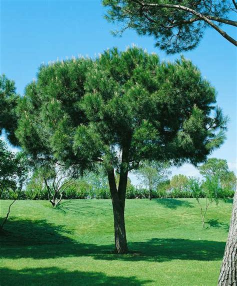 Pinus pinea, Pinie