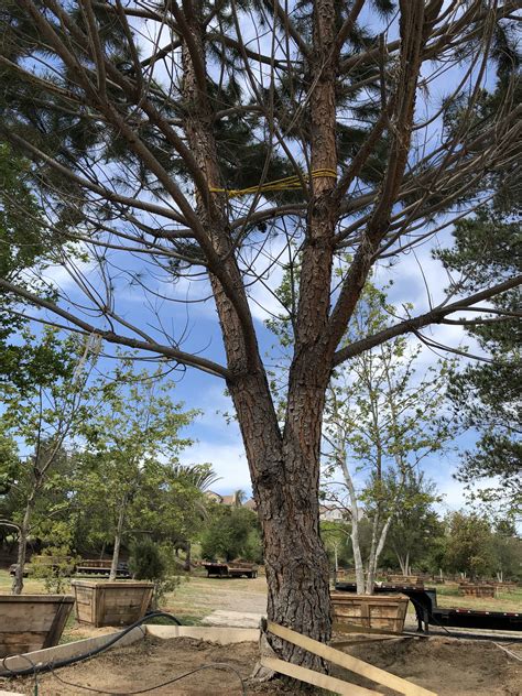 Pinus pinea – Italian Stone Pine | Big Trees Nursery