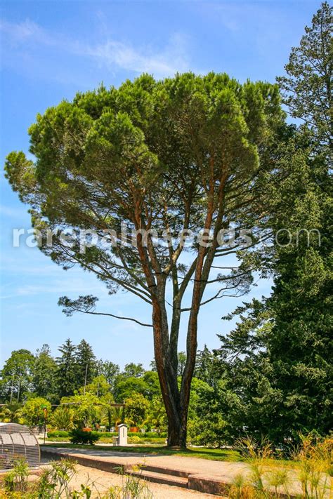 Pinus pinea – Pino piñonero – Compra semillas en ...