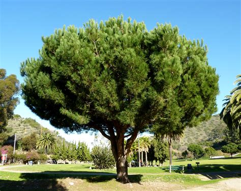 PINUS PINEA  ΚΟΥΚΟΥΝΑΡΙΑ  | Horomidis Agronomic Corp.