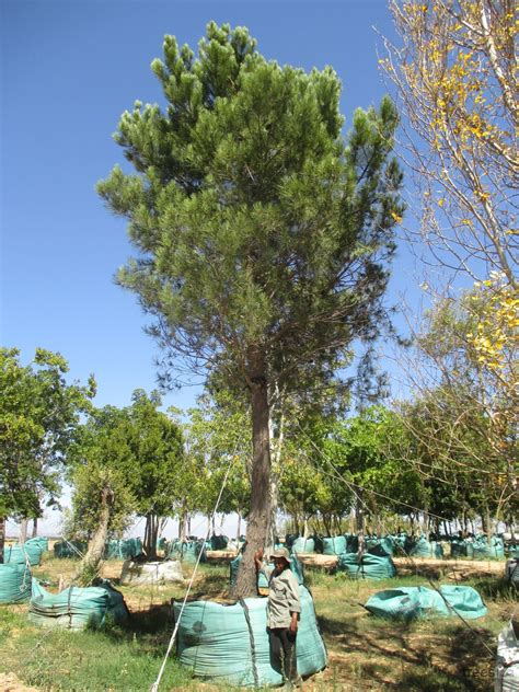 Pinus pinea   Trees SA