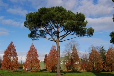 Pinus pinea | Viveros Van den Berk