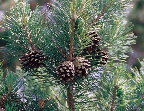 Pinus sylvestris | Pino silvestre, Pino rosso – Catalogo piante