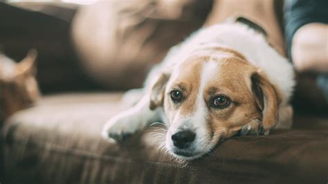 Piometra en perras: ¿por qué se produce y cómo evitarla?