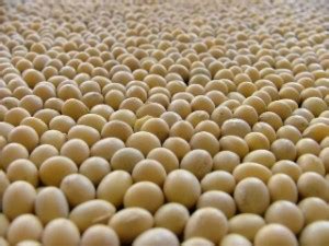 Pionner desenvolve duas novas cultivares de soja resistentes a ...