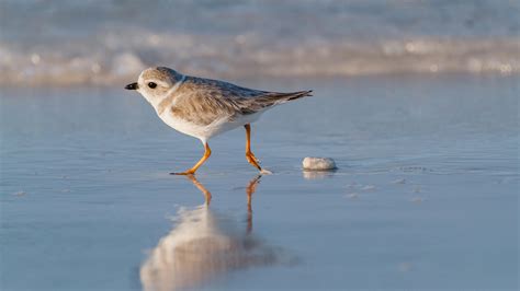 Piping Plover – credit National Audubon Society | Discover ...