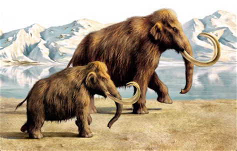 Pistas de ADN muestran como se extinguieron los mamuts – Omega Stereo