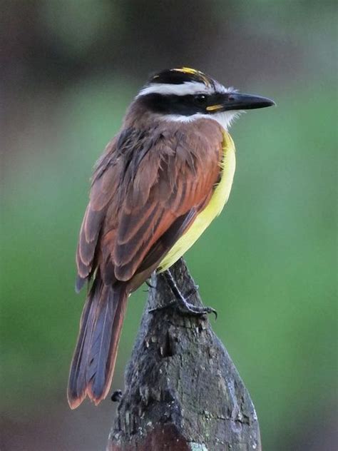Pitangus sulphuratus / Bichofué / Great Kiskadee | Pet birds, Colorful ...