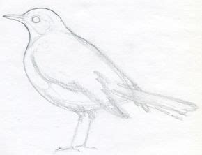 Pito Real : Cómo dibujar pájaros | Cómo dibujar aves, Dibujos de ...