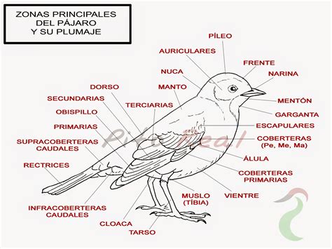 Pito Real    Ornitología: Anatomía I: zonas principales ...