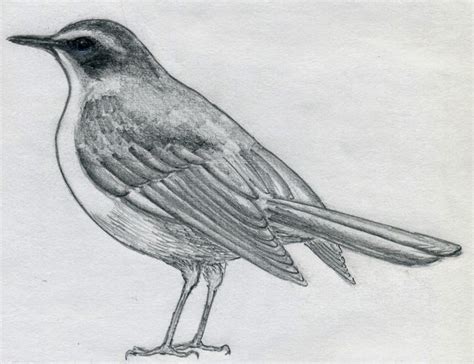 Pito Real Ornitología: Cómo dibujar pájaros