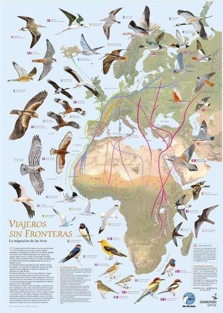 Pito Real    Ornitología: Pfeilstorch, o la increíble ...