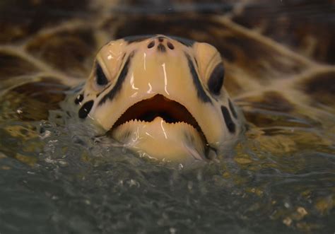 Pittsburgh Zoo & PPG Aquarium turtle to be released into ...