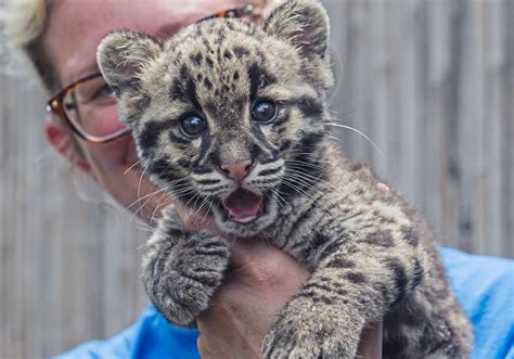 Pittsburgh Zoo s clouded leopard cubs can now be seen by ...