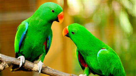 Pittwater Animal Hospital   Parrots