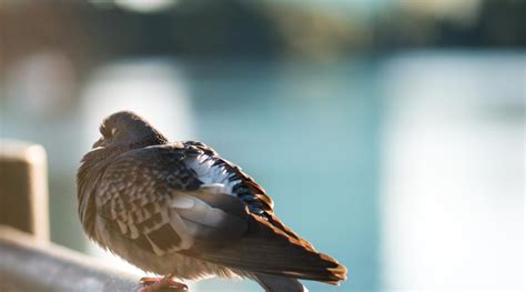 Plaga de aves | Control de plagas en Castellón, Valencia y Alicante