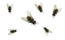 Plaga de moscas: tratamientos contra la plagas de moscas en Valencia
