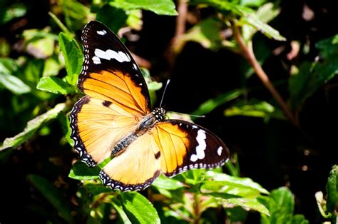 Plain Tiger  Danaus chrysippus chrysippus  | my butterfly ...