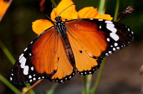 Plain Tiger  Danaus chrysippus chrysippus  – my butterfly ...
