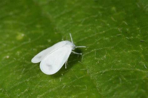 Plan de acción contra la mosca blanca en tus cultivos
