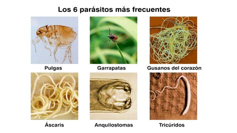 Planes de Clase   La vida de los parasitos y nosotros