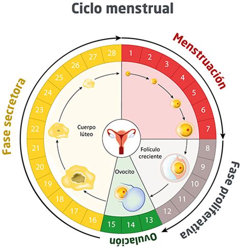 Planificación de la alimentación según tu ciclo menstrual. – nutreme.es ...
