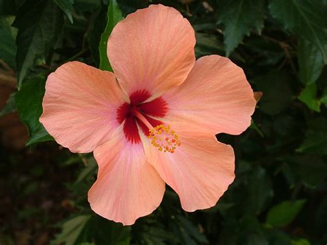 Plant Blossom Bloom · Free photo on Pixabay