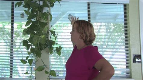 Plant Care Tips : How to Grow Hanging Plants Indoors   YouTube