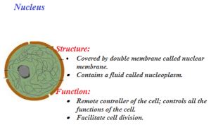 Plant Cell | Animal Cell | Structure and Functions Of ...