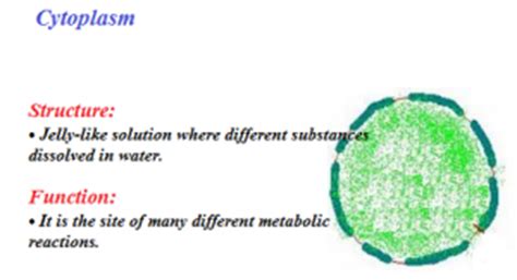 Plant Cell | Animal Cell | Structure and Functions Of ...