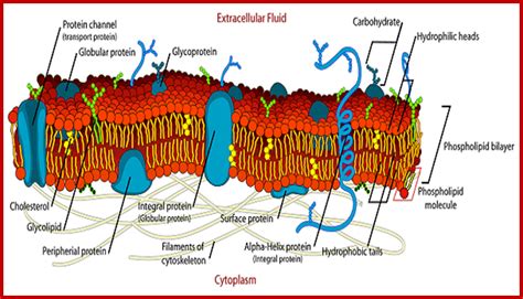 Plant Cell Membrane