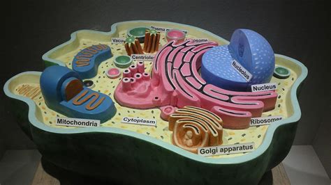 Plant Cell   Page 2 of 5   Everything about Plant Cell