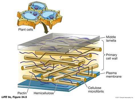 Plant Cell Wall Structure   Biology Forums Gallery