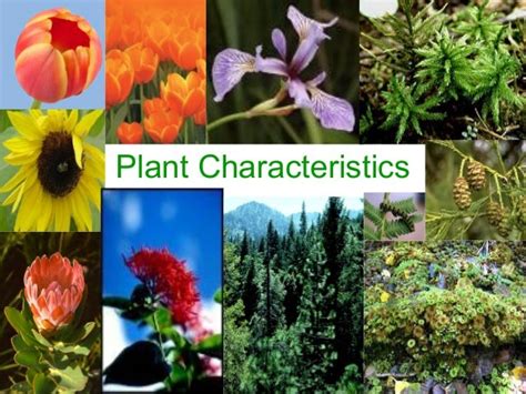 Plant characteristics