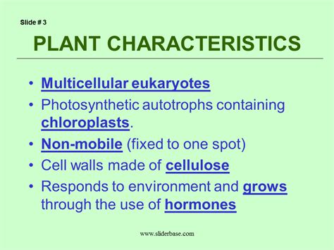 Plant Divisions   Presentation Plants, Animals, and Ecosystems