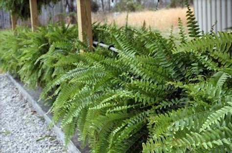 Plant encyclopedia – Outdoor plants for your shade areas ...