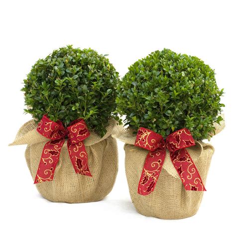 plant gifts pair of buxus box balls by giftaplant ...