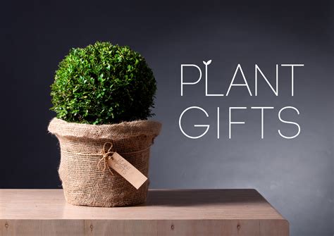 plant gifts | the world of little things