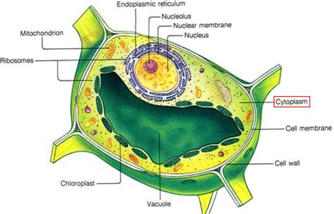 Plant Life: Cytoplasm
