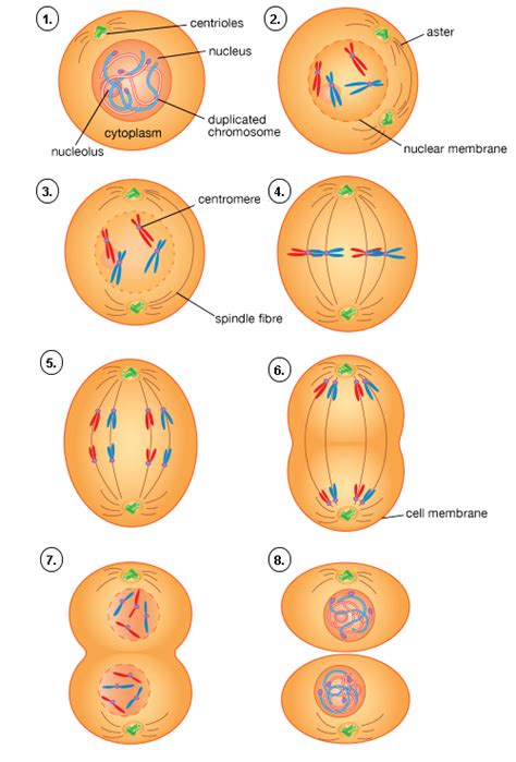 Plant Life: Mitosis and Meiosis