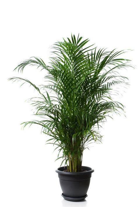 Plant name is Areca Palm or Butterfly Palm plant ...
