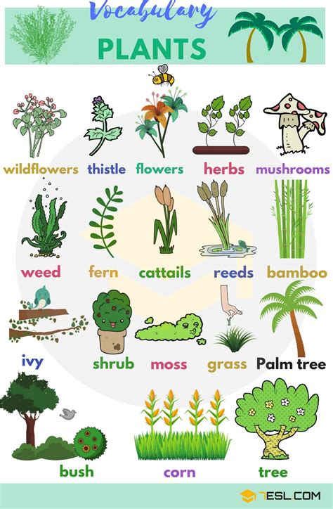 Plant Names: List of Common Types of Plants and Trees ...
