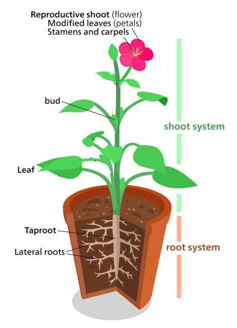 Plant Structure    Information + Fun Facts    Science4Fun