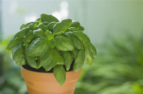 Plant These Herbs to Repel Flies