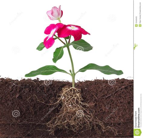 Plant With Flowers And Visible Root Stock Image   Image of ...