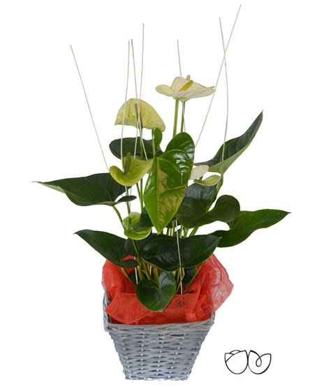 * Planta Anthurium * Con esta bonita planta decorativa de ...