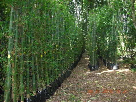Planta Bambu Oldhamii Rizoma Mayor   $ 85.00 en Mercado Libre