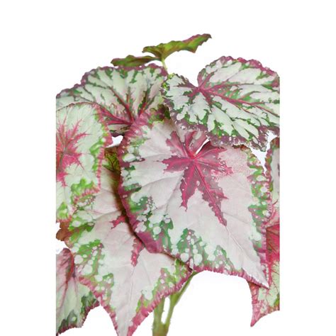 Planta Begonia Tacto Natural V. 50cm Artificial   Comprar ...
